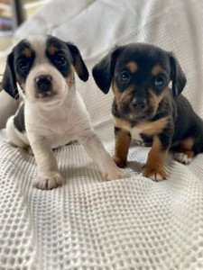 puppies gumtree